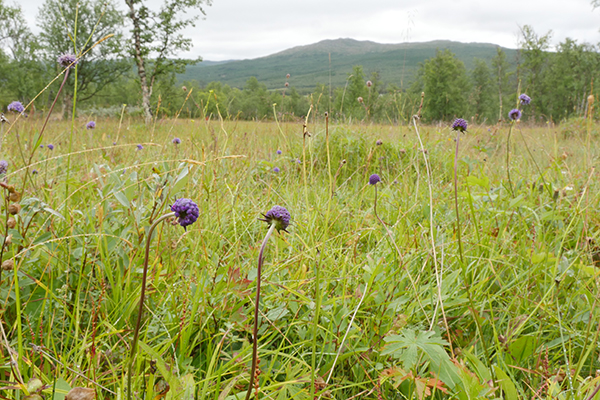 Slåtterängar i Sölendet, Norge.