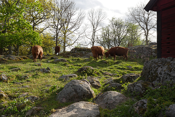Stenig ängsmark med betande kor invid en byggnad. Foto.