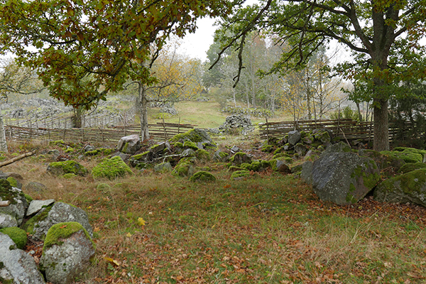 Stenig ängsmark med en trasig gärdesgård och stort lövträd. Foto.Stenig ängsmark med en trasig gärdesgård och stort lövträd. Foto.