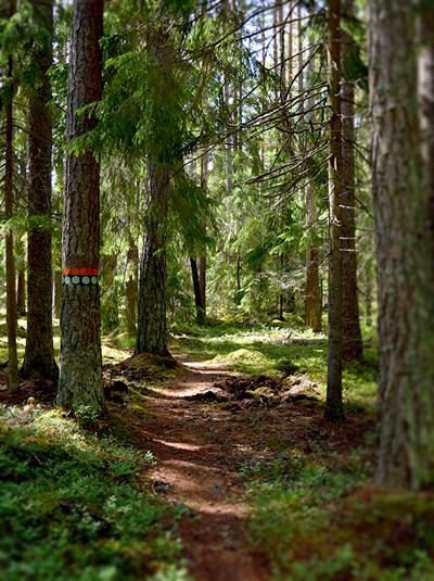 Stig i gles hög skog, som följer en utmärkt vandringsled. Foto.