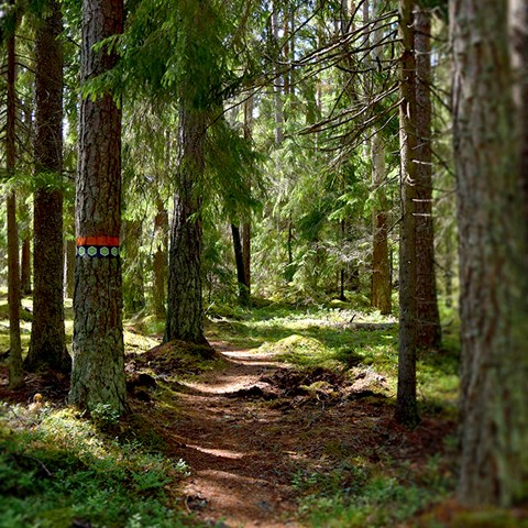 Stig i gles hög skog, som följer en utmärkt vandringsled. Foto.