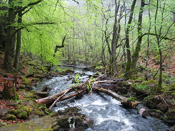 En forsande skogsbäck i en bokskog. Foto. 