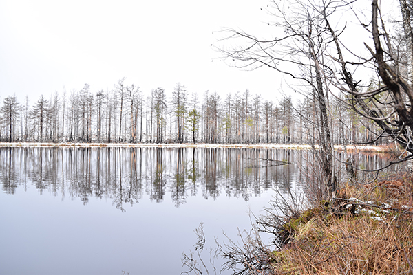 skogstjärn västmanland_w600.jpg