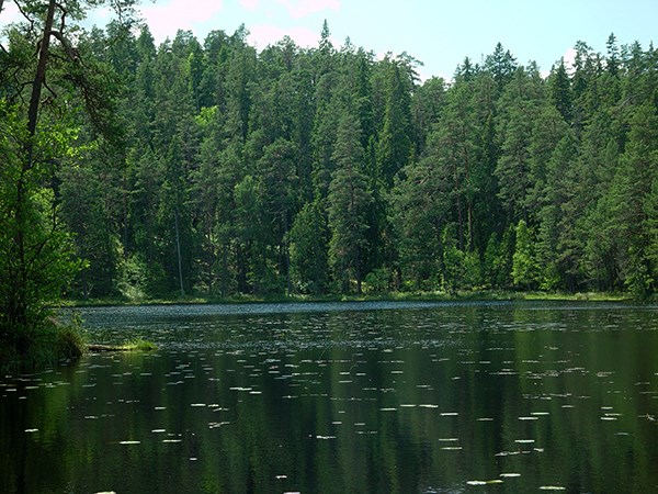 En skogstjärn, i en tät hög skog, en sommardag med sol. Foto. 