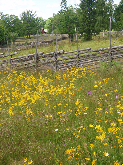 Slåttergubbar, Bråta