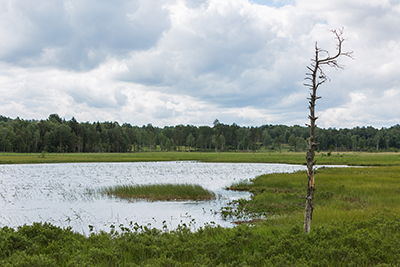 Venakärret