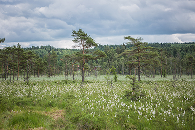 Venakärret