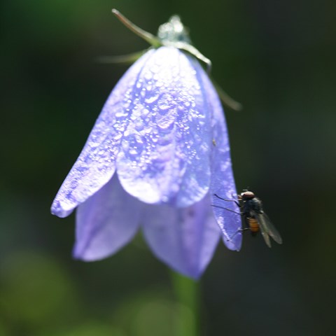 Närbild blåklocka med fluga. Foto. 