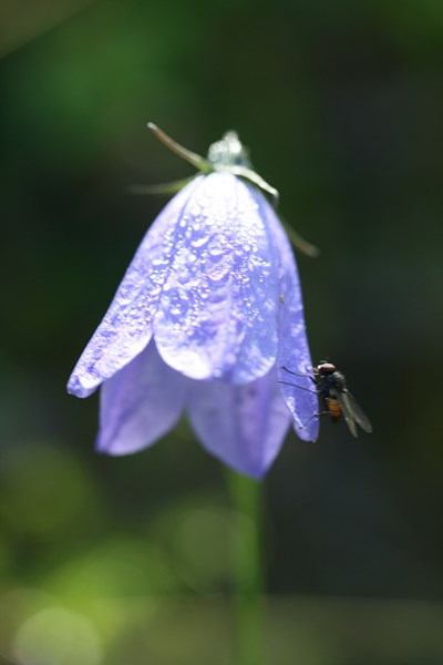 Närbild blåklocka med fluga. Foto. 