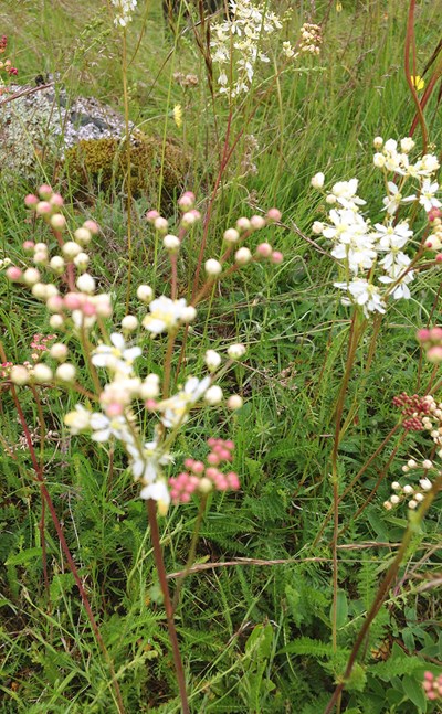 Brudbröd, Filipendula vulgaris, på en äng. Foto. 