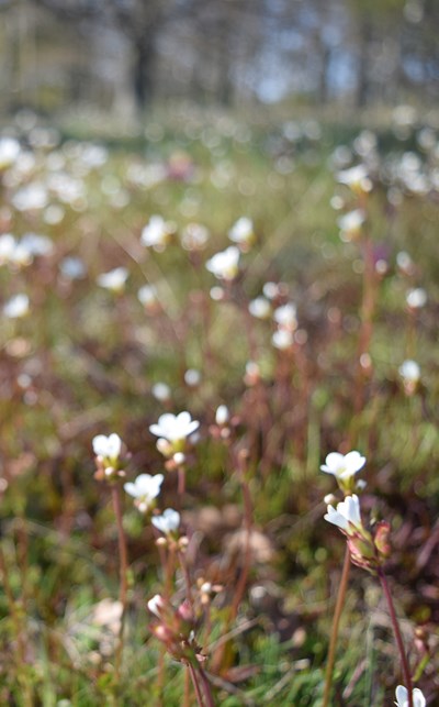 Ängk med mandelblom, saxifraga granulata. Foto.
