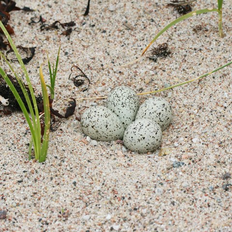 Fyra sjöfågelägg på sandstrand. Foto. 