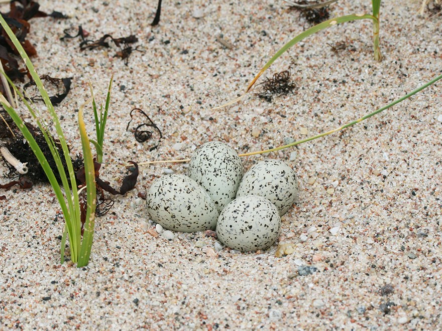 Tre sjöfågelägg i bo i sanden. Foto. 