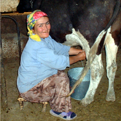 En kvinna som mjölkar en ko, foto.