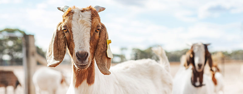 Goats in sunshine, photo.