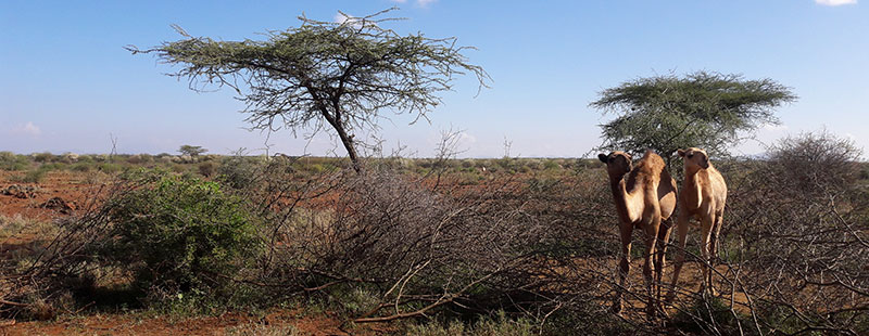 Two camels in a flat landscape with some trees, photo.