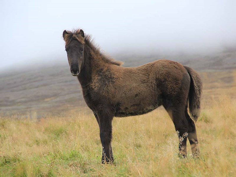 A horse on a foggy moore, photo.