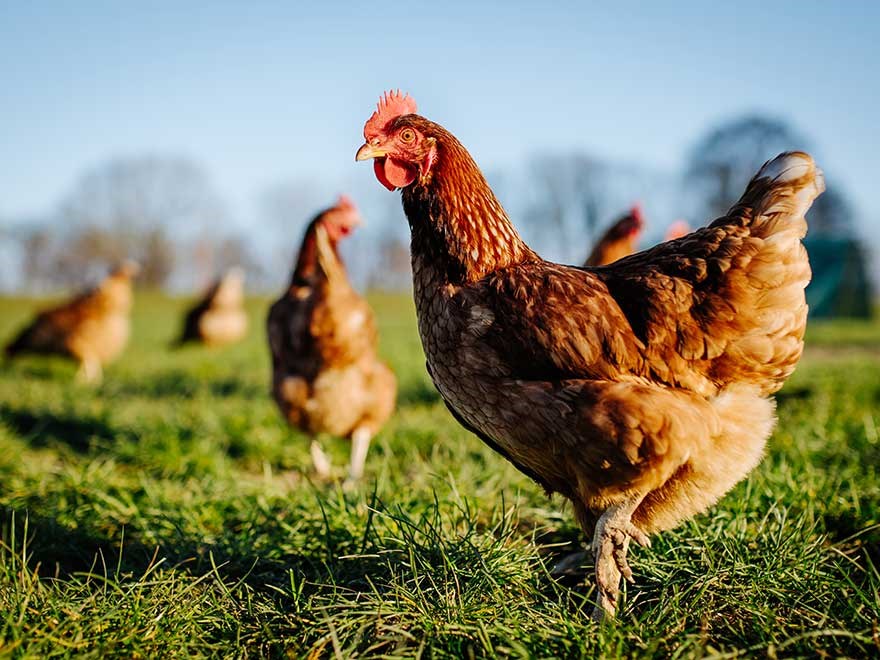 Hen on pasture, photo.