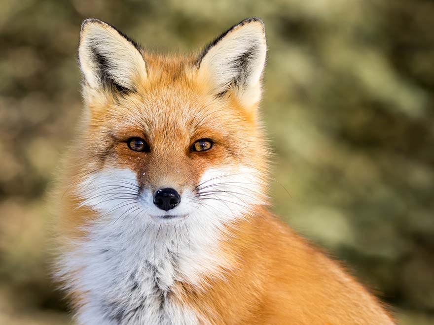 A red fox, photo.