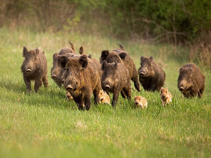 A herd of wild boar on the go, photo.