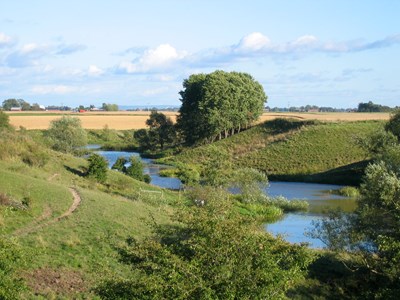 A stream surrounded by bushed and trees, photo.