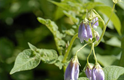 Potatis blomma. Foto: Ragnhild Möller, SLU