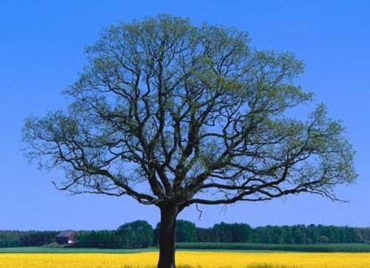 A tree. In the background is a field with yellow flowers and a forest, photo.