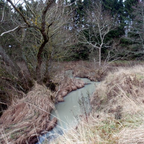 Stream with muddy water, surrounded by trees and other plants, photo.