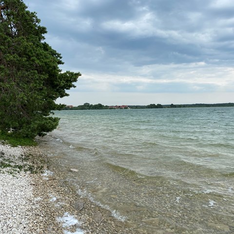 Träd vid sjön Bästeträsk strand, Gotland