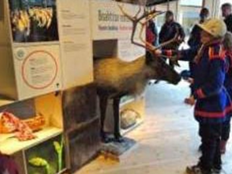 En uppstoppad ren och några människor i inomhusmiljö. Foto.