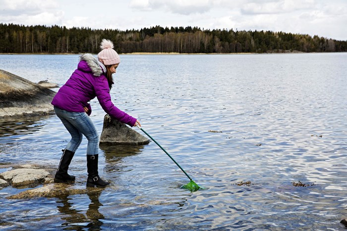 En person som står i strandkanten och håller en håv i vattnet. Foto.