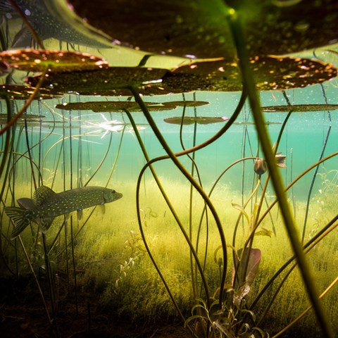 Undervattensbild på en gädda, näckrosor och andra växter. Foto.