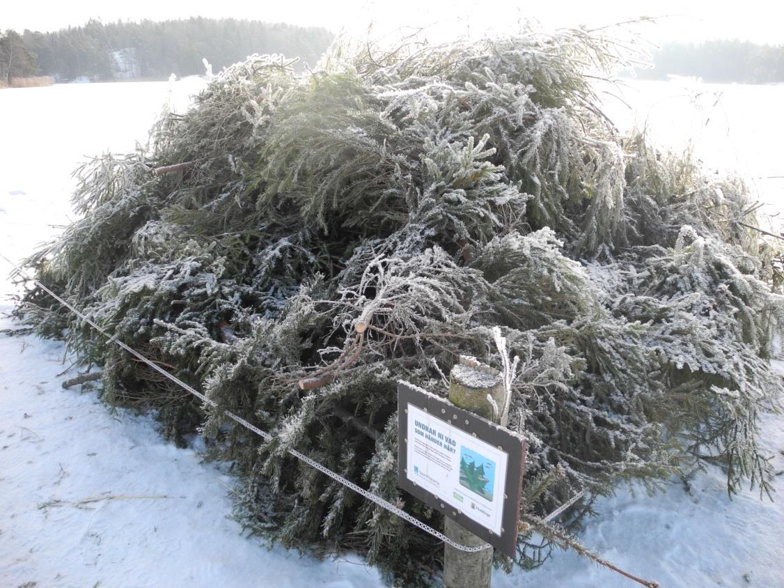 Risvase på istäckt sjö