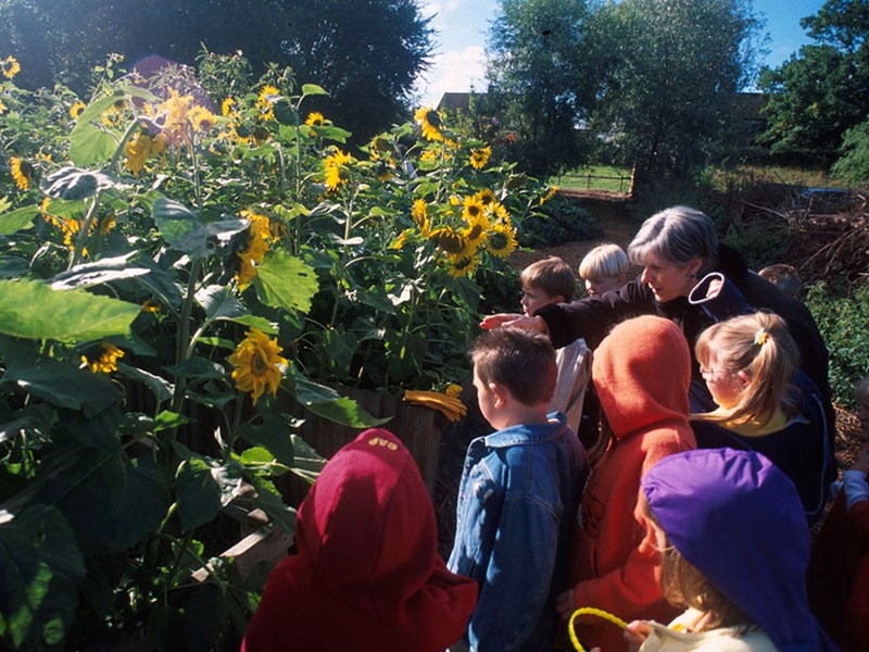En grupp barn och en vuxen i en trädgård med solrosor. Foto.