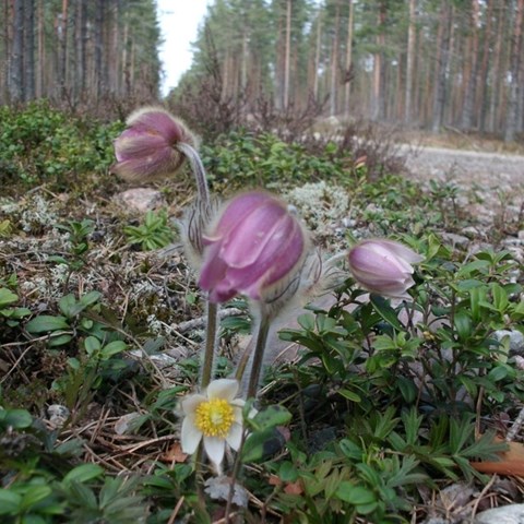 Mosippa, en sevärd art som förekommer i brukad skog