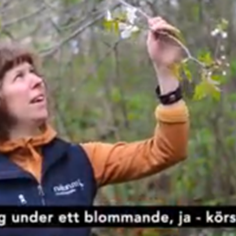 Sofie berättar om körsbärsträd