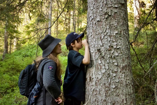 Deltagare undersöker träd
