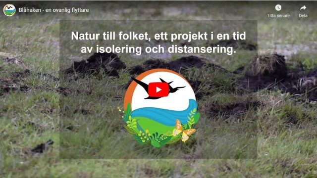 Projektet “Natur till folket, ett projekt i en tid av isolering och distansering” arrangerades av föreningen BirdLife Sverige och genomfördes via film och direktsända inslag i sociala medier.