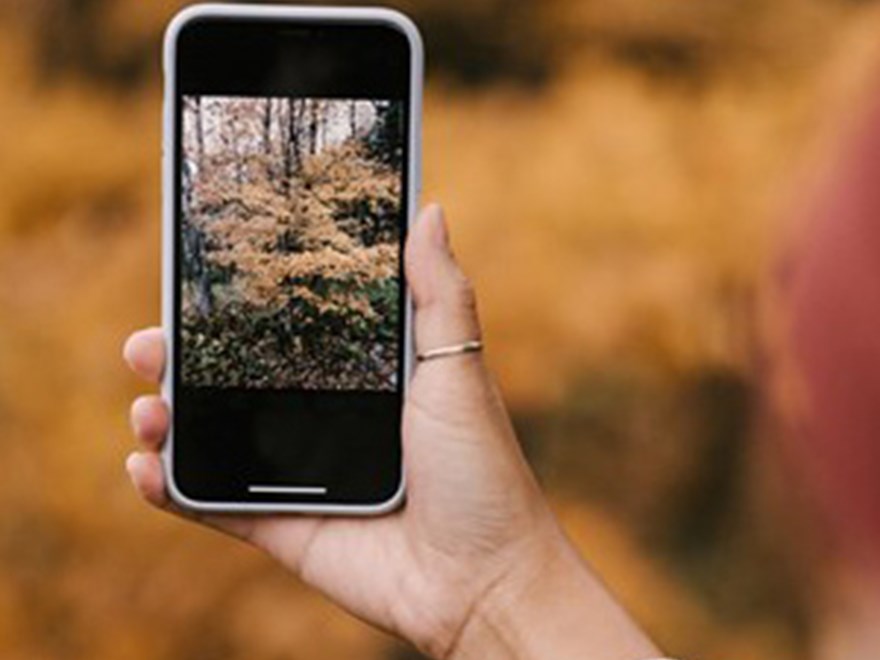 Person som fotograferar träd med smarttelefon.