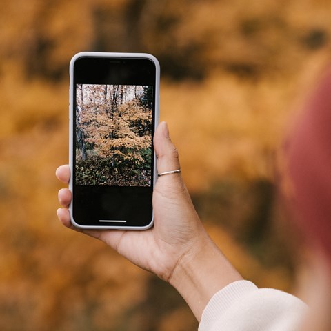 Person som fotograferar träd med smarttelefon. 