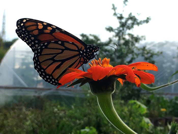 I Three Rivers Park District kan volontärer märka monarkfjärilar. Foto Karolina Vessby, Upplandsstiftelsen