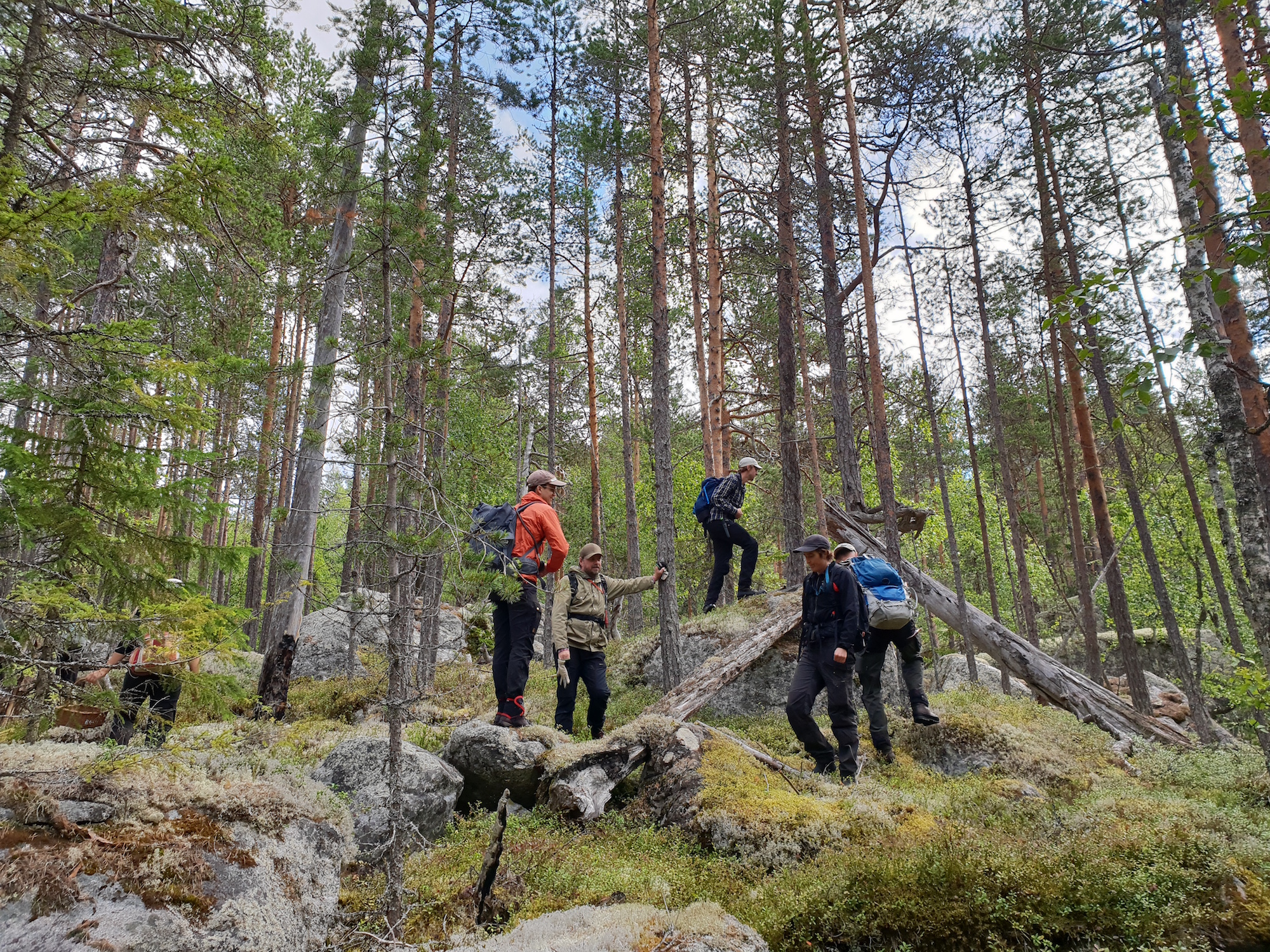 Fem personer står i skogen där det finns gamla granar och stora stenblock