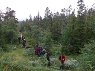 Flera personer går i rad på en spång ute i skogen.