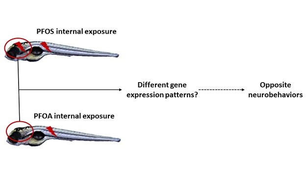 Schematic picture PFOS exposure