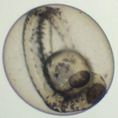 Zebra fish embryo