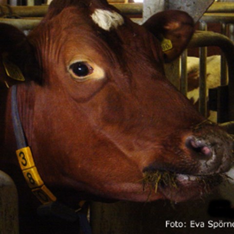 Total mixed ration for dairy cows | Externwebben Total mixed ration for dairy cows | Externwebben