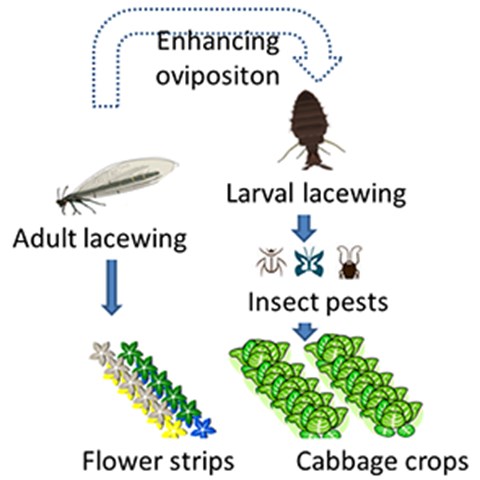 Graphical abstract of the system where flowering plants in the vicinity of cabbage fields is assumed to enhance lacewings as biological control agents of insect pests..