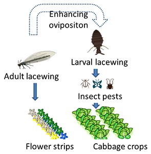 Graphical abstract of the system where flowering plants in the vicinity of cabbage fields is assumed to enhance lacewings as biological control agents of insect pests..