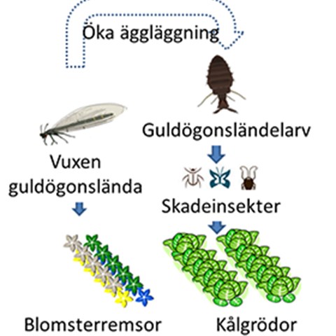 En illustration av systemet där blommande växter i närheten av kålodlingar förmodas gynna guldögonsländor som biologiska bekämpningsorganismer av skadeinsekter.