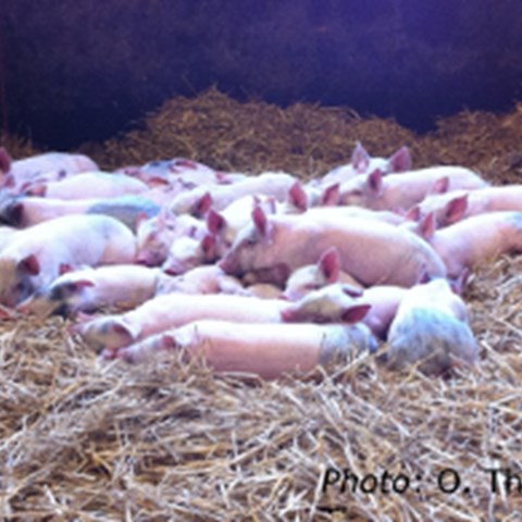 Piglets in straw bedding